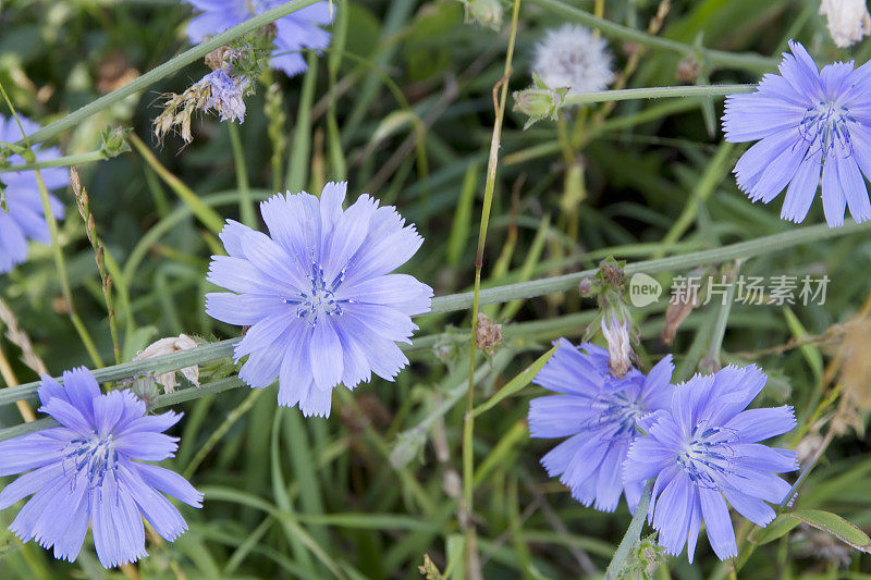 菊苣(Cichorium intybus)